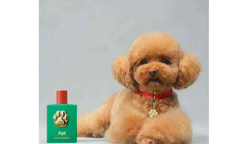 Perfume de dolce and gabbana para perros