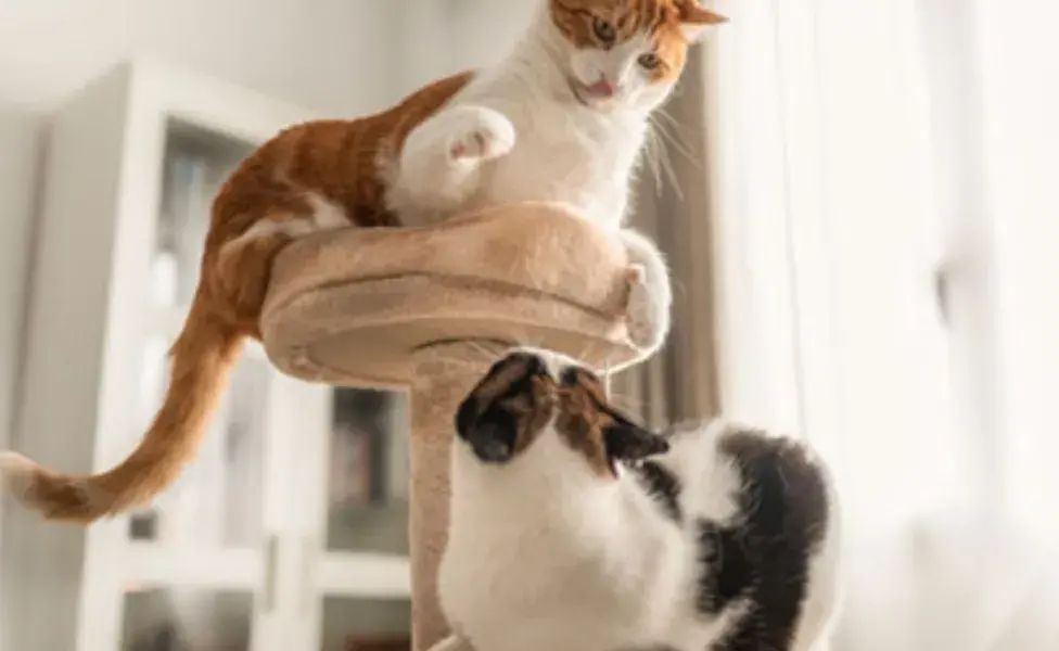 Cuando se introduce un nuevo gato en el hogar, es esencial hacerlo gradualmente