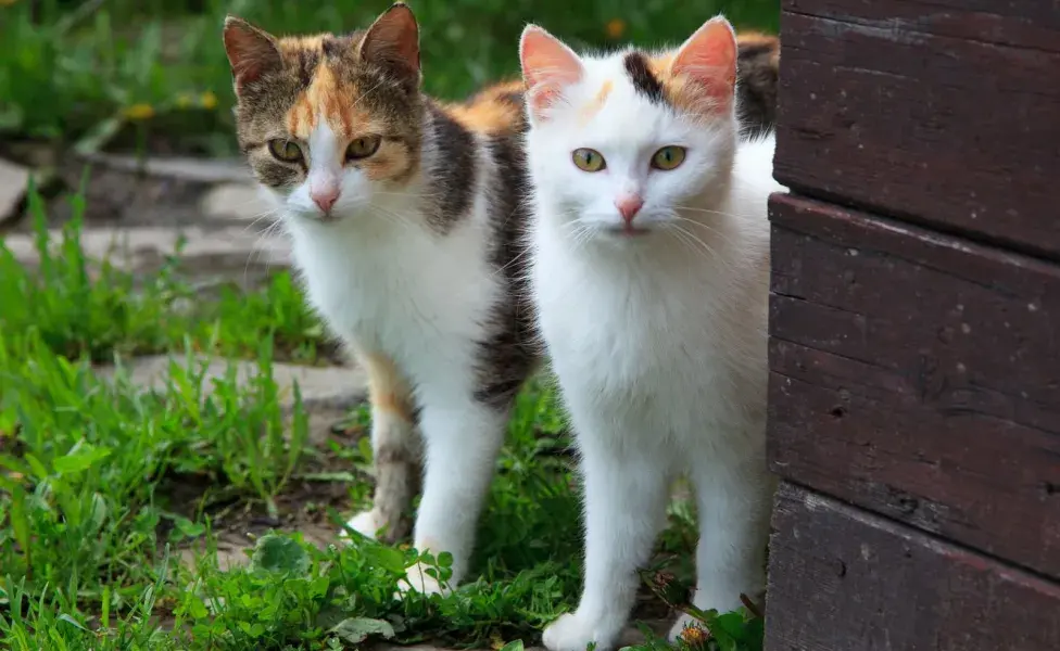 El espacio y el entorno juegan un papel fundamental en la sociabilidad de los gatos. 