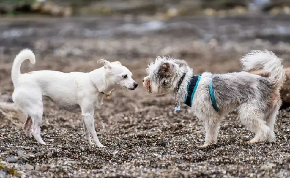 dos perros socializando. Foto: Envato/wirestock