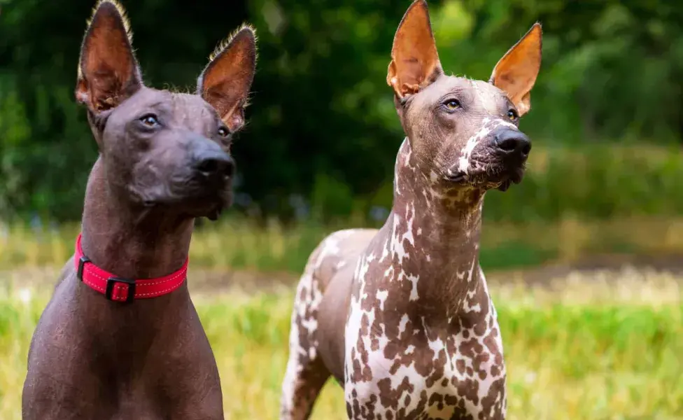 El Xoloitzcuintle se convirtió en el compañero fiel de los difuntos.