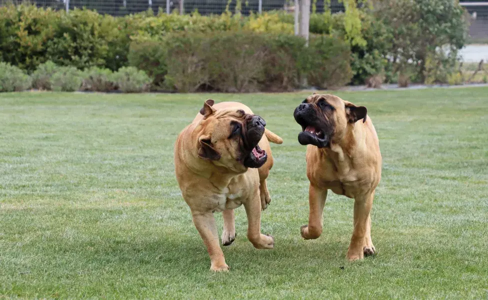 Obligar a dos perros a cruzarse es otro error que debe evitarse.