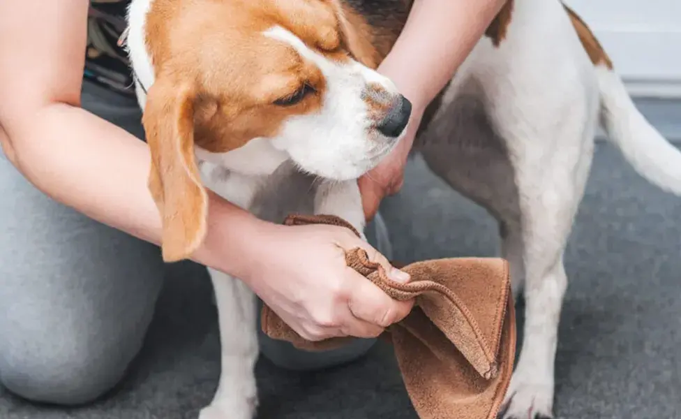 En áreas urbanas, los perros pueden pisar productos como pesticidas