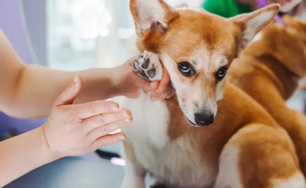 Los perros mestizos suelen ser muy adaptables