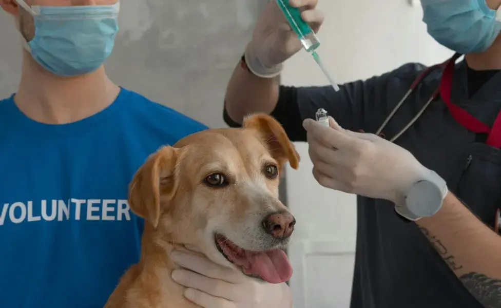 Algunos perros pueden vomitar tras la vacuna. Es normal. 