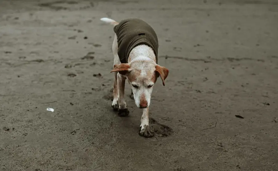 Si tu perro jadea en exceso, es señal de cansancio. No lo obligues.