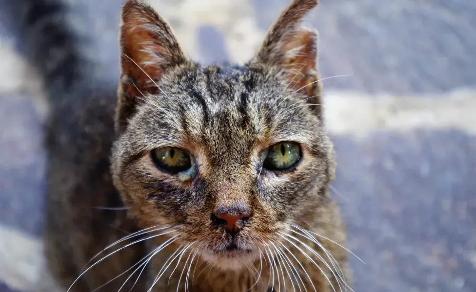 Muchas de las enfermedades de gatos pueden prevenirse