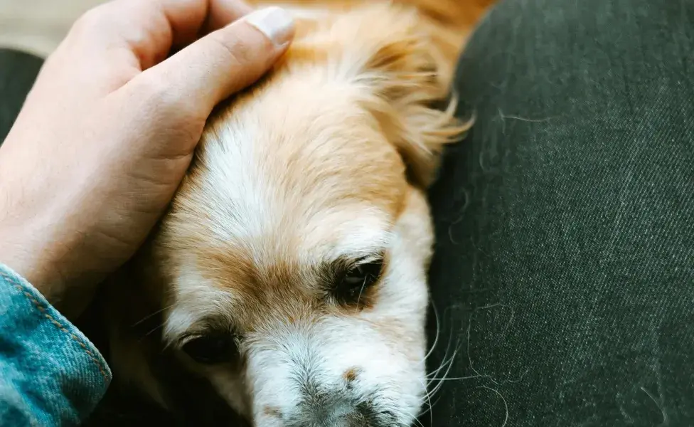 Si tu perro tensa la mandíbula y enseña los dientes es sinónimo de estrés.