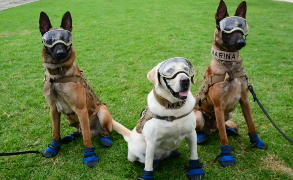 Frida, una labrador retriever de la Secretaría de Marina (SEMAR)