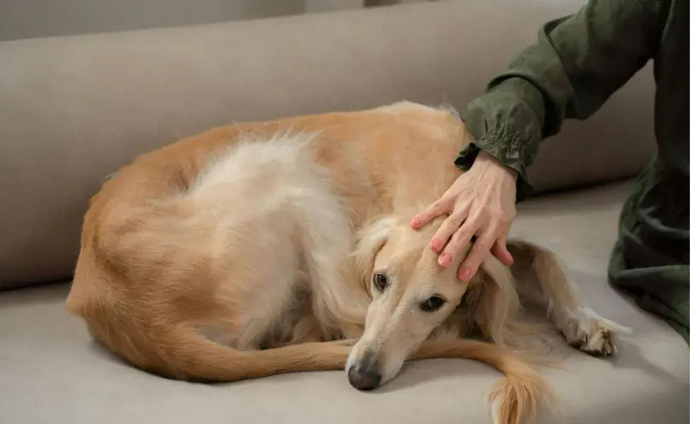 Los Galgos son perros que duermen en promedio 16 horas al días.