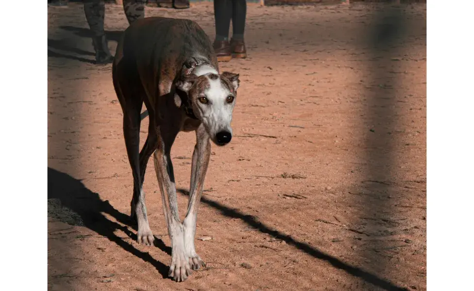 Los Galgos son rápidos para correr y cazar. Foto: Pexels/Ambi Gram