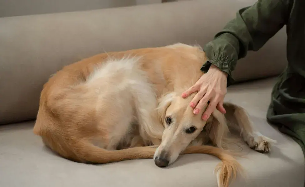 Contrario a lo que se cree, los galgos son sedentarios.