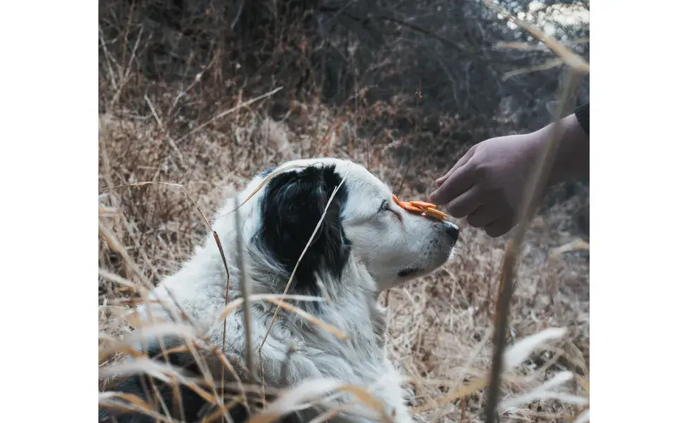 Recuerda no darle chocolate a tu perro, pues les hace daño. Foto: Pexels/Karlee Heck