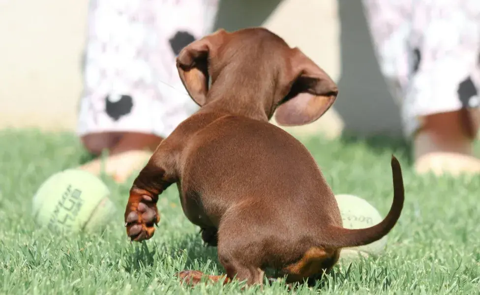 Recuerda desparasitar a tu mascota constantemente.