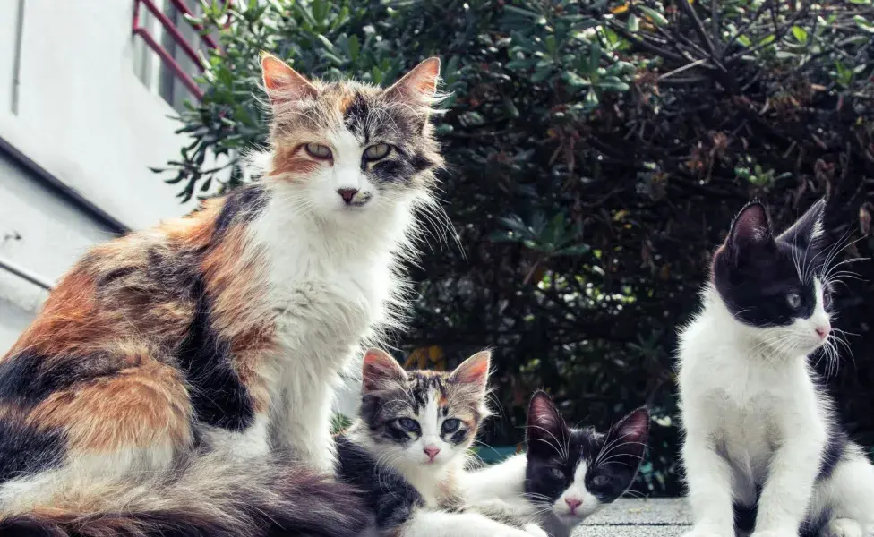 Es normal que las gatas se vuelvan más protectoras.