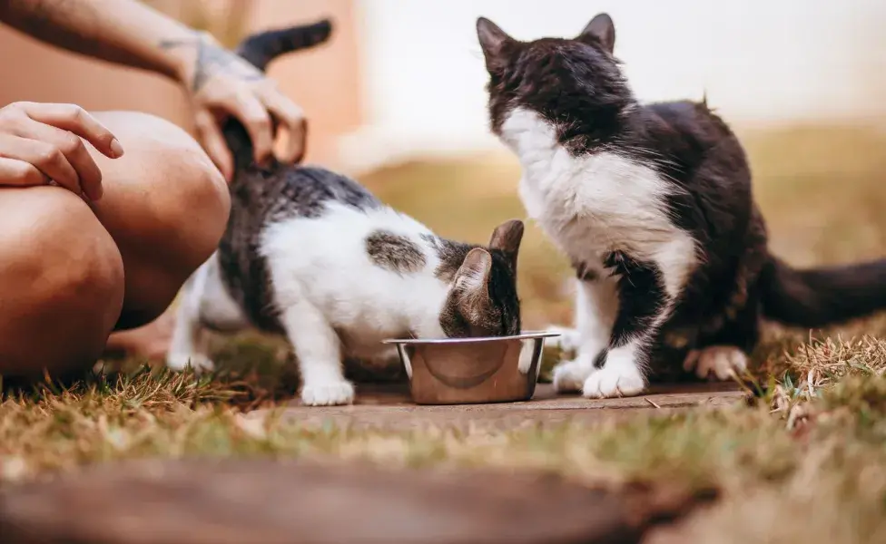 Los gatos también disfrutan de momentos de tranquilidad junto a sus dueños.