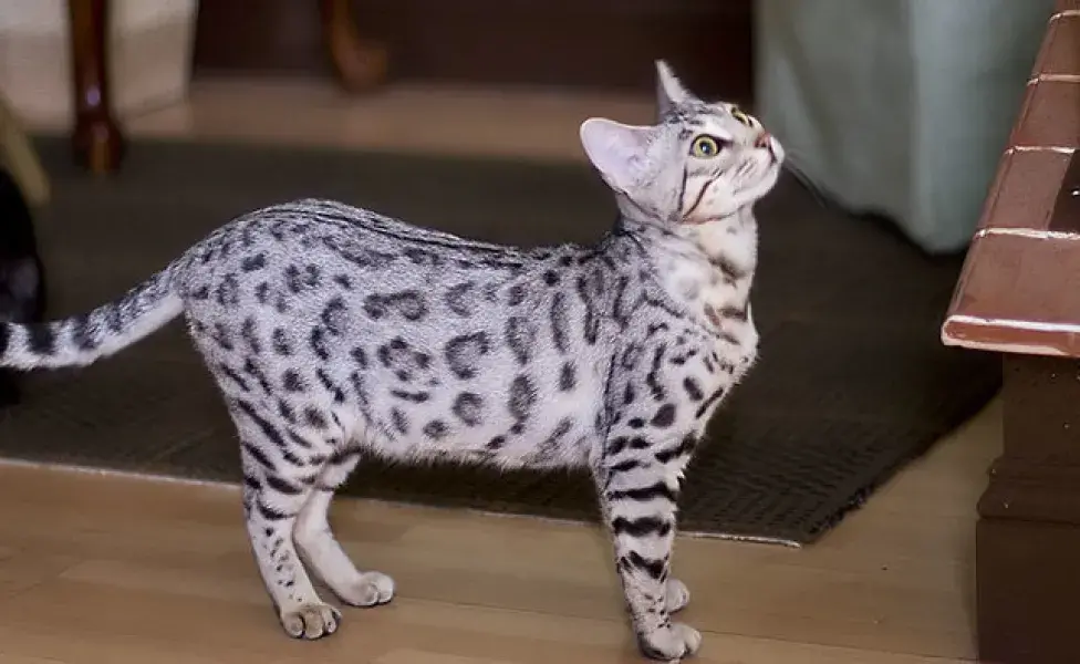 aplicar regraRazas de gatos finos , y nada tiene que ver con el precio gato%20bengal_0