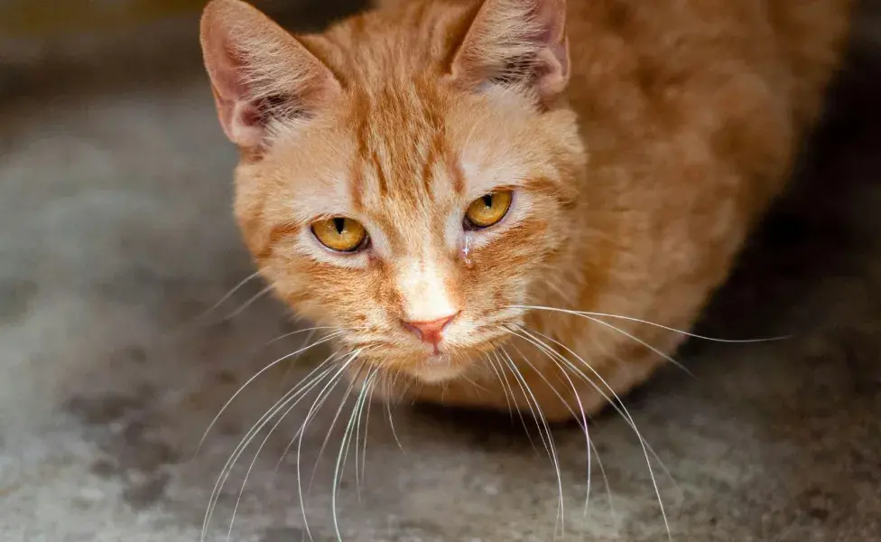 Los gatos menores de dos años tienen más probabilidad de tener PIF.