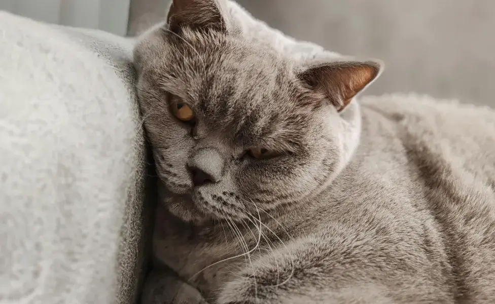 Un gato sano, ronronea.