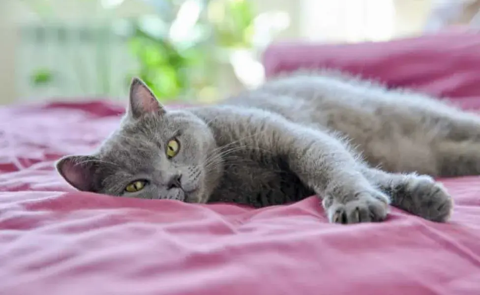 Gato acostado en la casa. Foto: Envato/valeriygoncharukphoto