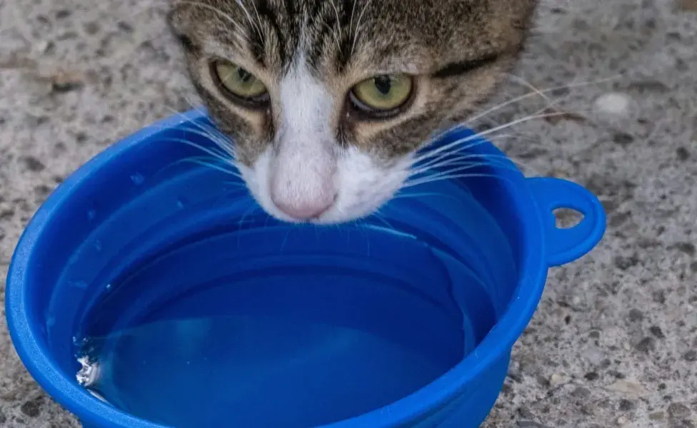 Los gatos pueden dañarse el riñón por falta de agua.