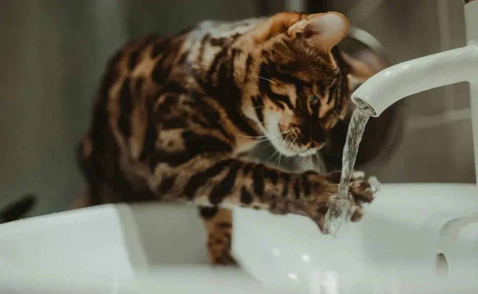 Para que a tu gato no le dé miedo el agua, haz que se acerque poco a poco a ella.