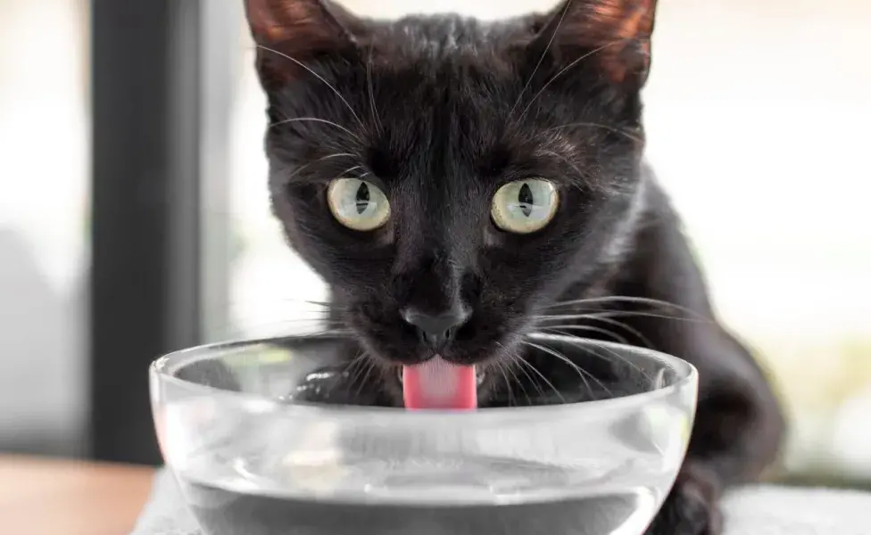 Un desbalance hormonal poco común en gatos, pero que puede causar aumento en el consumo de agua.