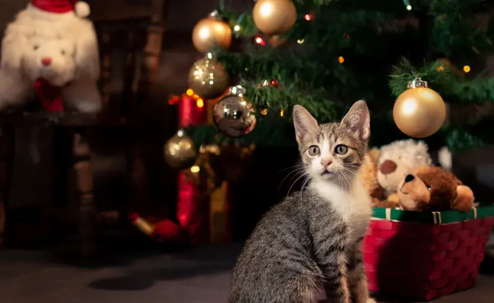 Una forma efectiva de limitar el acceso de tu gato al árbol es usar barreras físicas. 