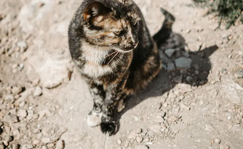 Gato sentado en la tierra. Foto: Pexels