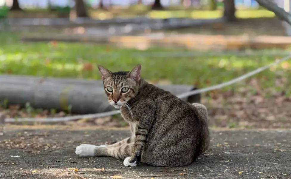 Si tu gato orina fuera del arenero, puedes hacerle análisis para ver si tiene problemas médicos.