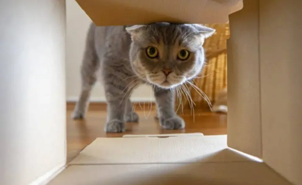 Aunque la curiosidad puede ser beneficiosa, también puede poner a los gatos en situaciones peligrosas.