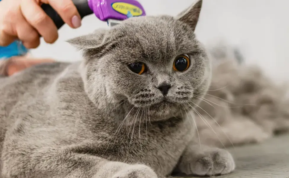 los gatos de pelo largo, como el Maine Coon o el Persa, suelen mudar más pelo que los gatos de pelo corto.