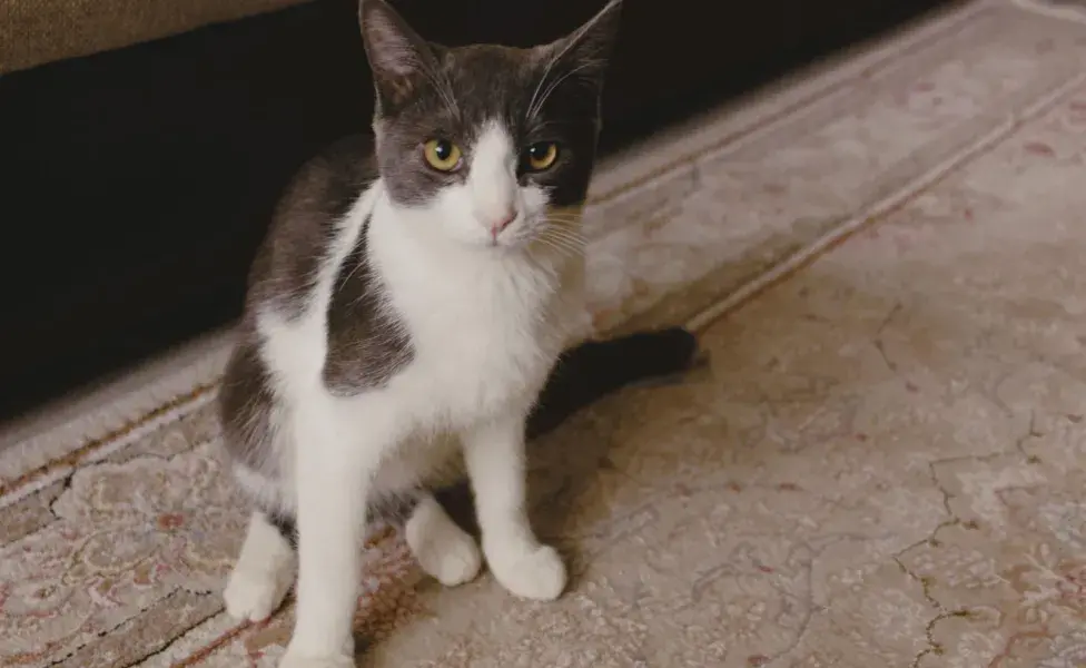 La posición de la cola y las orejas de los gatos revelan su estado de ánimo y ataque.