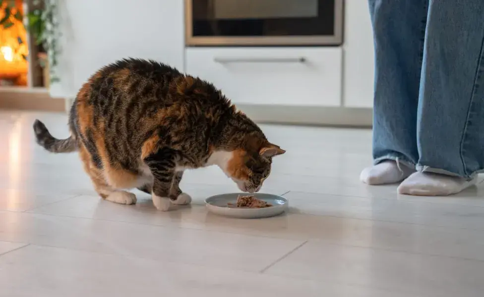 El salmón o el atún (sin sal ni aceite) son una delicia para los felinos.