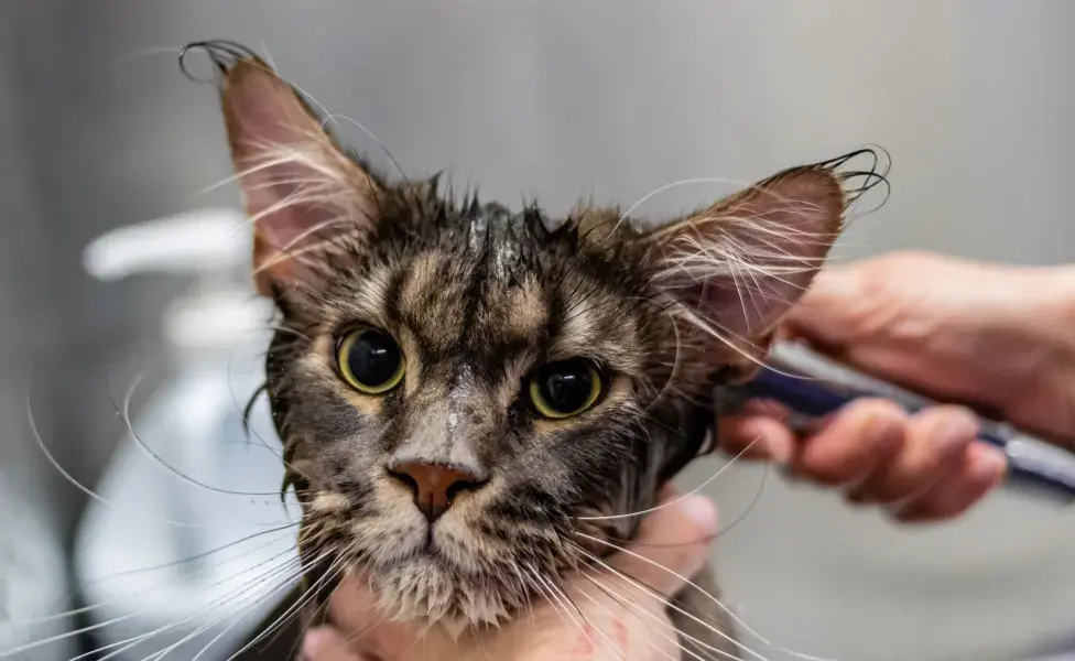 Cepillar a tu gato al menos una vez por semana