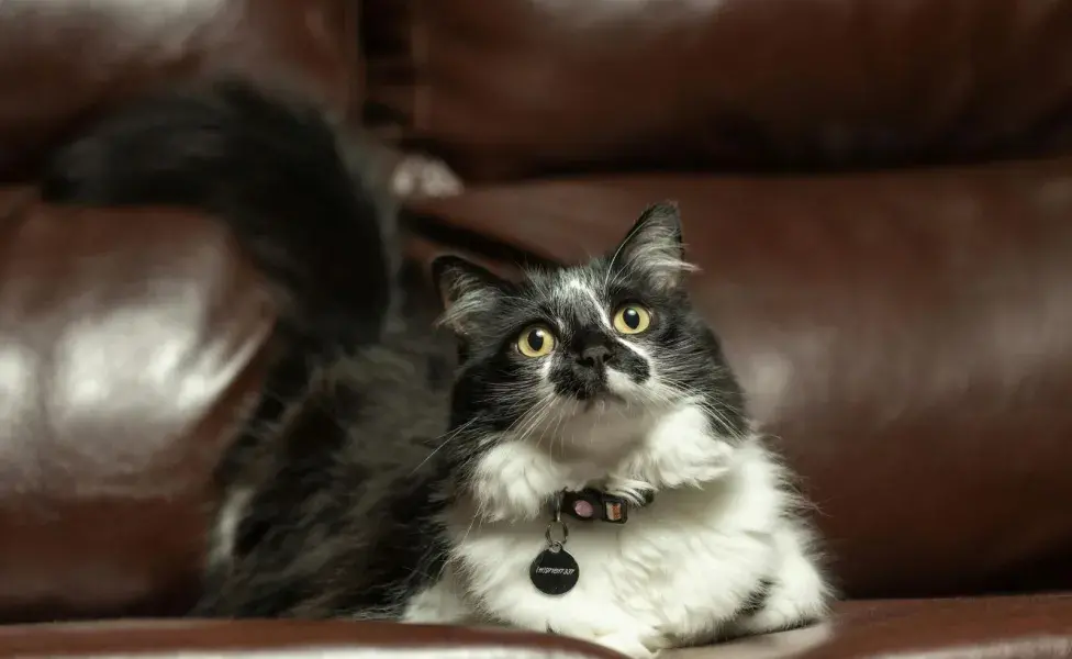 El gato Balinés tiene una esperanza de vida de 22 años.