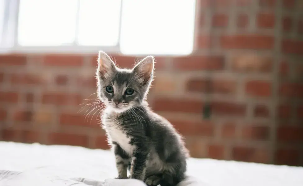 Los gatos pueden embarazarse desde los seis meses.