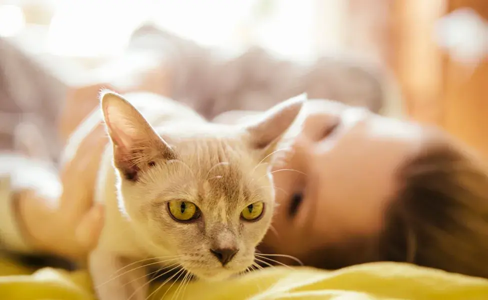 Los gatos birmanos son cariñosos y les encanta estar en el centro de atención. 