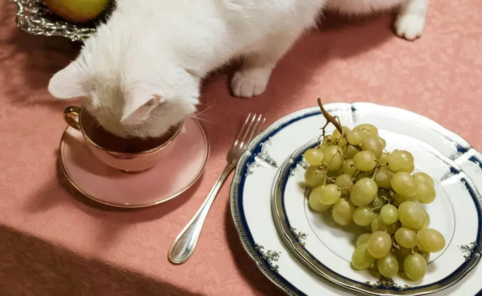 La taurina es un aminoácido esencial para el gato.