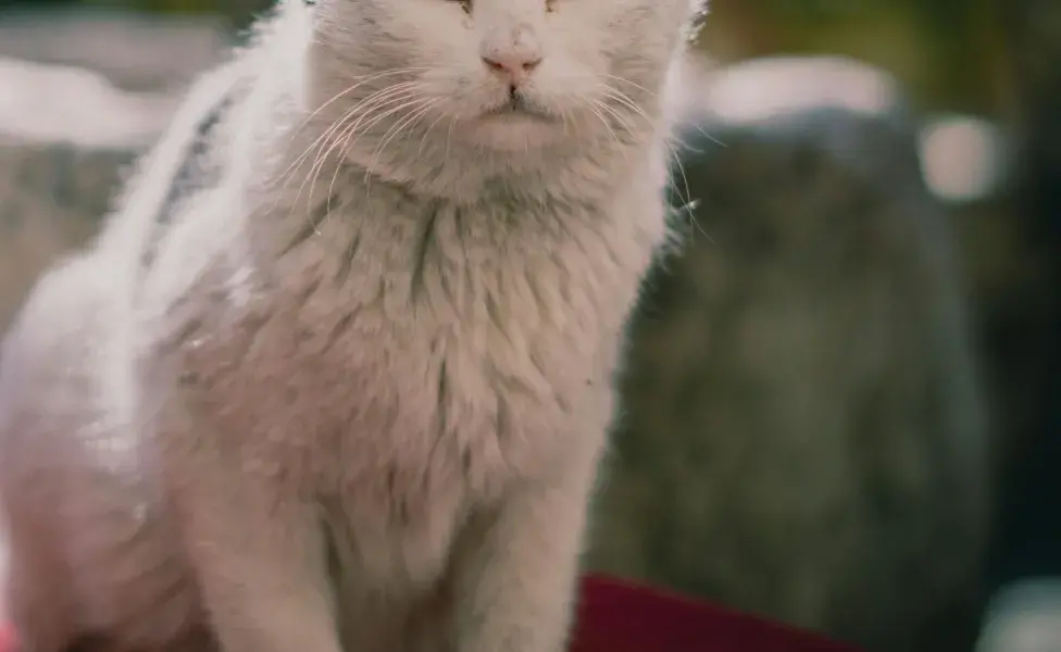 Gato con mirada enojada. Foto: Pexels/Ferat Söylemez