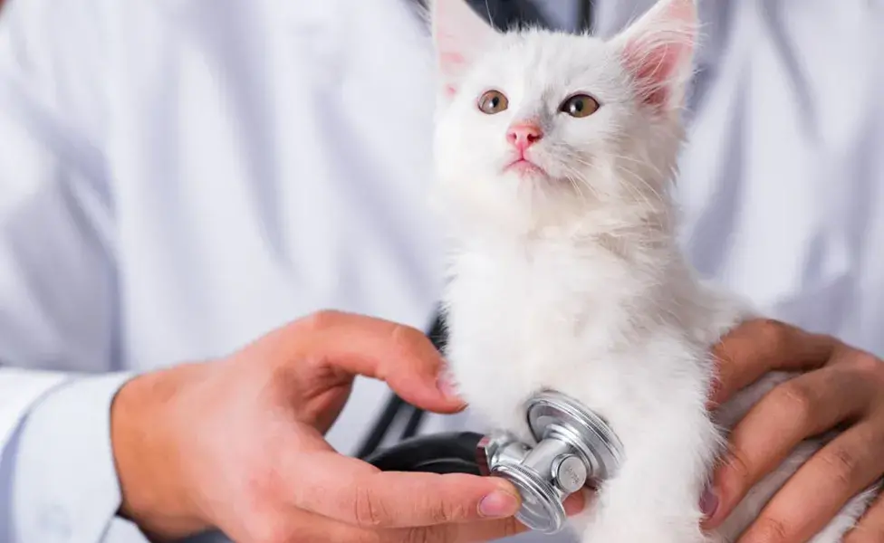 La frecuencia respiratoria se refiere al número de respiraciones que un animal realiza en un minuto. 