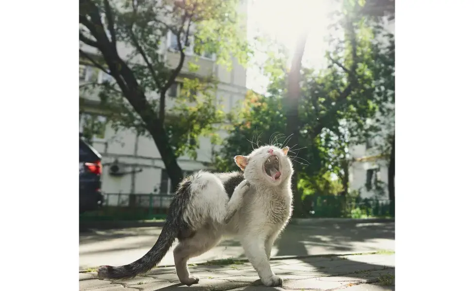 Limpia constantemente su cama para evitar bichos. Foto: Pexels/Aleksandr Nadyojin