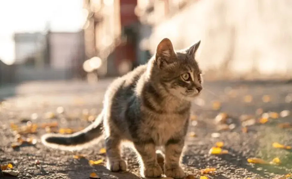 aplicar regraQué debo hacer si me encuentro a un gato en la calle gato-callejero