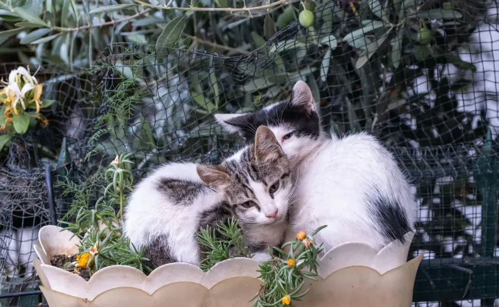 Las gatas pueden tener varios celos al año.