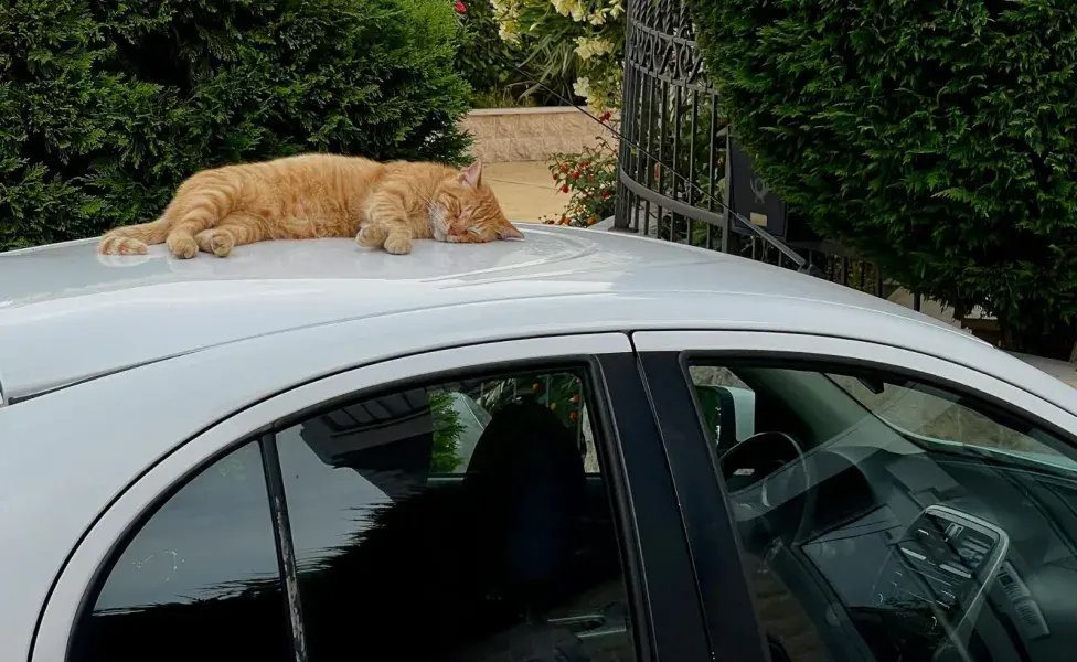 Tapar la transportadora del gato ayuda a reducir la estimulación visual.