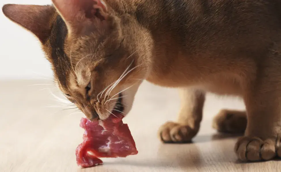 El bacalao salado, como el bacalao seco o curado, no es adecuado para los gatos. 