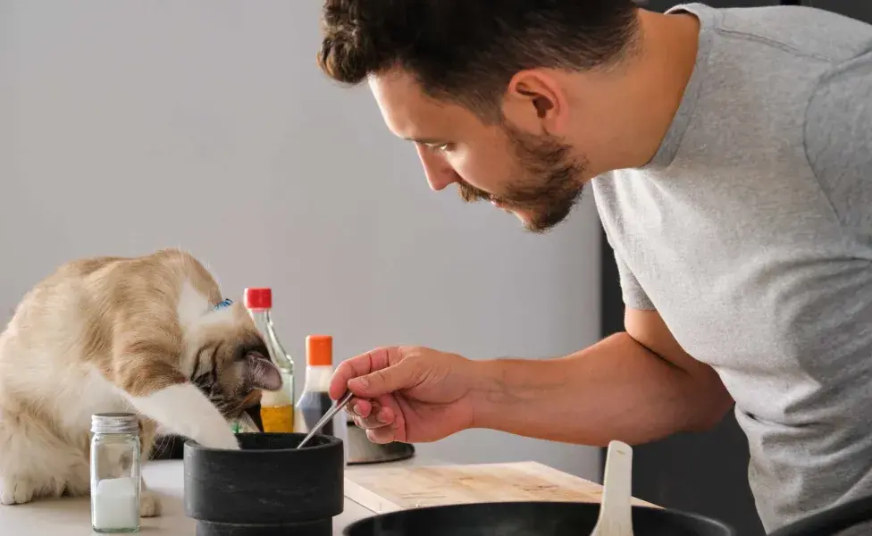 Las verduras deben ser un complemento a la dieta principal de carne de tu gato