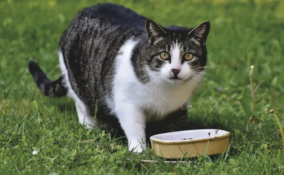 Gato comiendo en el pasto. Foto: Pexels/ Ralph