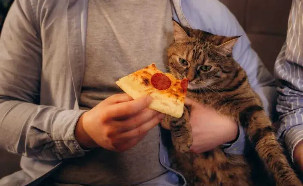 gato comiendo pizza. Foto: Envato/fentonroma