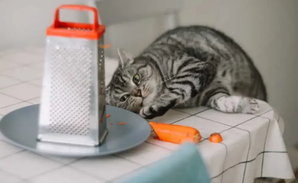 gato comiendo zanahoria. Foto Envato/paralisart